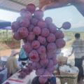 fresh red globe grapes Chinese red grapes red globe grape